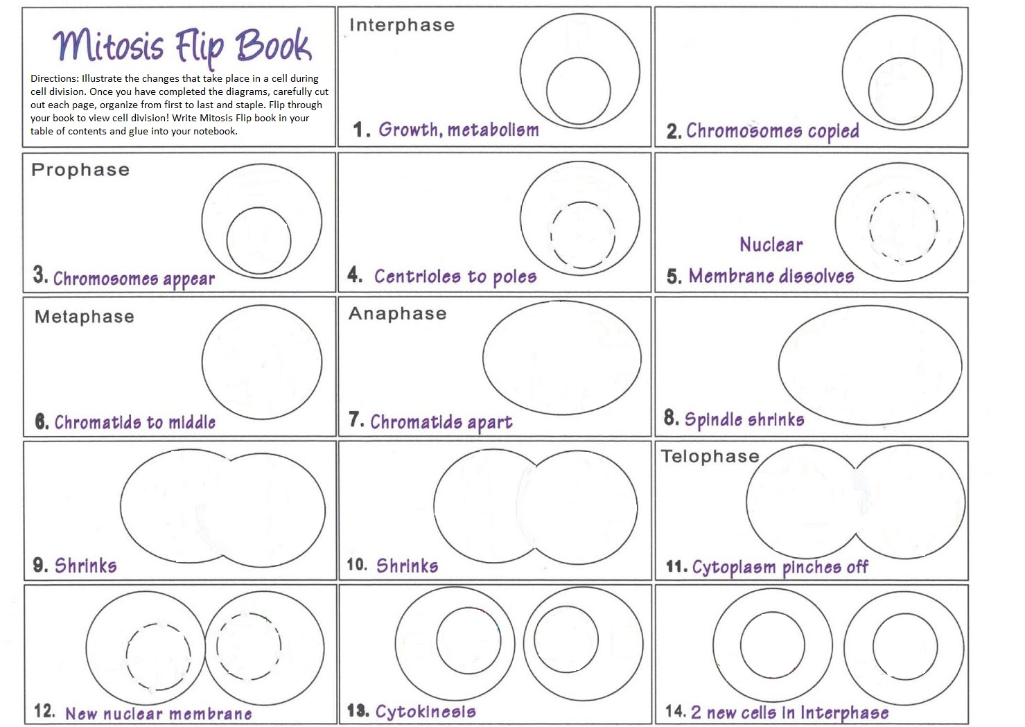 biology flip book for mitosis